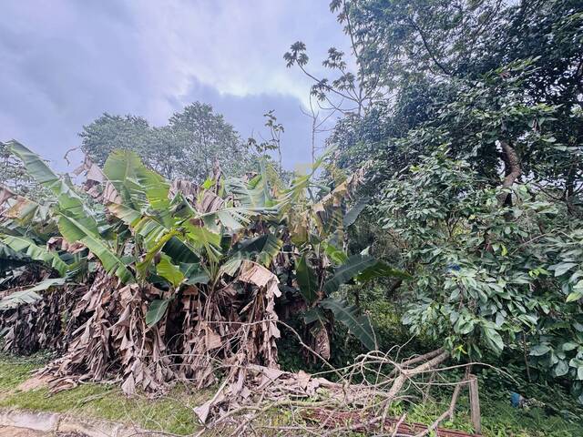 Terreno para Venda em Biguaçu - 4